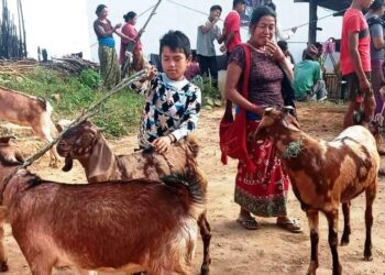 दसैंमा महिलाले गरे ५० लाखको खसीबोका बिक्री