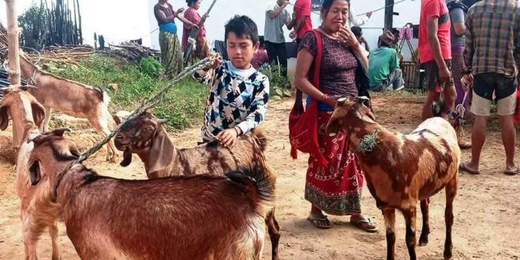 दसैंमा महिलाले गरे ५० लाखको खसीबोका बिक्री