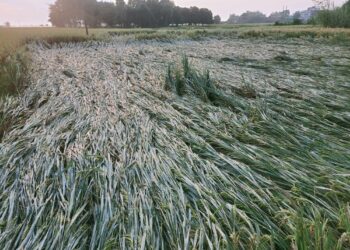 बेमौसमी वर्षाका कारण धान बालीमा क्षती