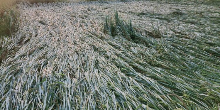 बेमौसमी वर्षाका कारण धान बालीमा क्षती