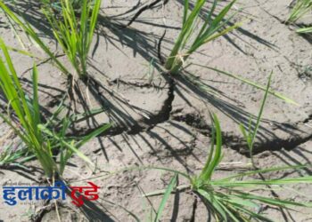 तराईमा पानीको अभावले किसान चरम संकटमा, तीनै तहका सरकार बेखबर