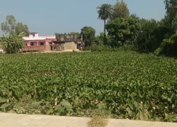 बरियारपट्टी गाउँपालिका कचनारी (छोटकि टोल) मा एकमात्र पोखरी फोहर हुदा छठ पर्व संकटमा