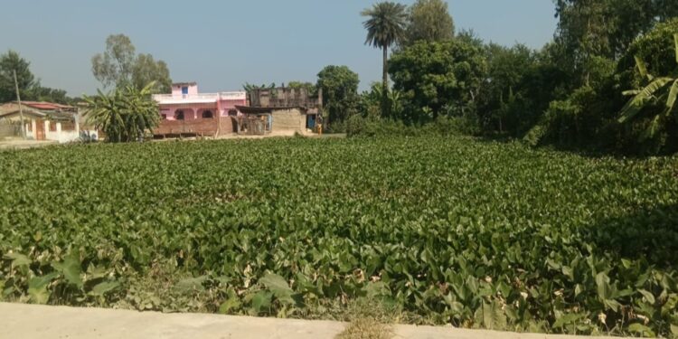 बरियारपट्टी गाउँपालिका कचनारी (छोटकि टोल) मा एकमात्र पोखरी फोहर हुदा छठ पर्व संकटमा